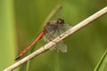 Kempense heidelibel, Spotted Darter, Sympetrum depressiusculum