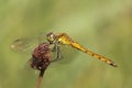 Kempense heidelibel, Spotted Darter, Sympetrum depressiusculum Royalty Free Stock Photo