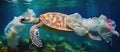 Kemps ridley sea turtle swims underwater amidst plastic bags in the sea