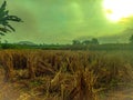 Kemumu rice field in the morning, visit kemumu, north bengkulu, bengkulu, beautiful indonesia