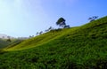 Kemuning Tea Plantation Royalty Free Stock Photo