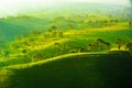 Kemuning Tea Plantation Karanganyar Tawangmangu, solo, indonesia