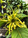Kenanga Flower is showing its charm