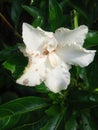 Kenanga flowers in front of the house, in Sleman Yogyakarta Indonesia