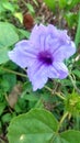 Kencana ungu, blooming flower, purple flower, nature, garden