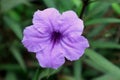 Kencana Ungu flower in light purple color