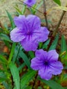 Kencana ungu flowers