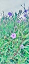 Kencana Ungu flowers or Ruellia Tuberosa grow in bloom on the side of the road