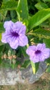 Kencana ungu, nature, purple, flower, garden, blooming
