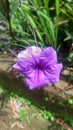 Kencana ungu, flower purple, garden flower, blooming flower, blosom