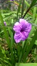 Kencana ungu, Pletekan, flower purple, garden flower, blooming flower