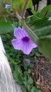 Kencana ungu, purple flower, blooming, blosom