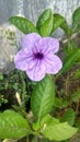 Kencana ungu, purple flower, blooming flower, blosom