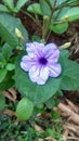 Kencana ungu, purple flower, blooming flower, nature, garden