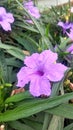 Kencana ungu, purple flower, blooming flower, nature, garden