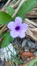 Kencana ungu, purple flower, nature, blooming flower