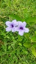 Kencana ungu, purple flower, nature, flowers