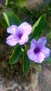 Kencana ungu, purple, flower, nature, garden, blooming