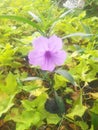 Kencana wild purple or Pletekan is a blue or purple bush plant that