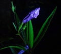 Kencana wild purple or Pletekan is a shrub that has a blue or purple color