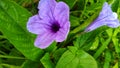 Kencana wild purple (Ruellia tuberosa) or Pletekan is a shrub that has a blue or purple color