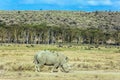 Kenia. Lonely rhino grazing