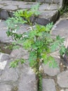 Kenikir leaves for food grow in the stone pathways