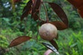 Kenitu fruit that hangs on the tree Royalty Free Stock Photo