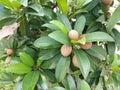 Kenitu fruit is still small. The leaves are wide. Royalty Free Stock Photo