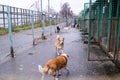 Kennel for animals a dog shelter Homeless dogs in cages animal enclosure autdoor Royalty Free Stock Photo