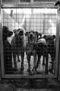 Kennel dogs locked