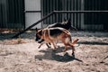 Kennel of high-breed dogs of working and exhibition breeding. Two German shepherds of black and black red color play and run on Royalty Free Stock Photo