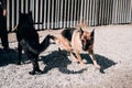 Kennel of high-breed dogs of working and exhibition breeding. Two German shepherds of black and black red color play and run on