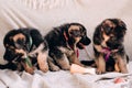 Kennel of high-breed German shepherd dogs. Three adorable German shepherd puppies of red color with colored ribbon collars sit on Royalty Free Stock Photo