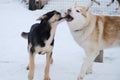Kennel of northern sled dogs. Adult dog brings up young one. Red white Siberian husky plays with blue-eyed Alaskan husky