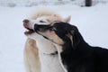 Kennel of northern sled dogs. Adult dog brings up young one. Red white Siberian husky plays with blue-eyed Alaskan husky