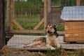 Kennel of northern sled dogs Alaskan husky. Sad lonely mongrel in aviary behind cage of shelter is lying and waiting for adoption