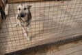 Kennel of northern sled dogs Alaskan husky. Sad lonely mongrel in aviary behind shelter cage with sick paw is waiting for adoption