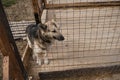 Kennel of northern sled dogs Alaskan husky. Sad lonely mongrel in aviary behind shelter cage with sick paw is waiting for adoption