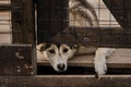 Kennel of northern sled dogs Alaskan husky. Sad lonely mongrel puppy in aviary behind shelter cage lies behind fence and is