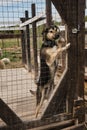 Kennel of northern sled dogs Alaskan husky. Sad lonely mongrel puppy in aviary behind shelter cage stands with its paws on fence