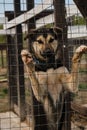 Kennel of northern sled dogs Alaskan husky. Sad lonely mongrel puppy in aviary behind shelter cage stands with its paws on fence