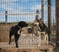 Kennel of northern sled dogs Alaskan husky in summer. Two mongrels in aviary behind fence of shelter cage are standing and waiting