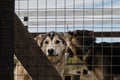 Two sad lonely mongrel puppies in aviary behind cage of shelter are standing behind fence and waiting for adoption. Concept of