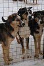 Kennel of northern sled dogs. Three blue-eyed teenage Alaskan husky puppies stand in snow in winter behind fence of