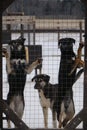 Kennel of northern sled dogs. Three black Alaskan Husky puppies stand on their hind legs in snow outside enclosure fence