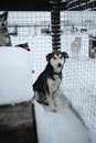 Kennel of northern sled huskies in snowy winter. Beautiful young gray dog is sitting in the aviary of an animal shelter and wants Royalty Free Stock Photo