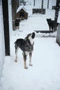 Kennel of northern sled huskies in snowy winter. Beautiful young gray dog is standing in the aviary of an animal shelter howling Royalty Free Stock Photo