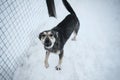 Kennel of northern sled huskies in snowy winter. Beautiful young gray dog is standing in the aviary of an animal shelter howling Royalty Free Stock Photo