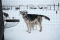 Kennel of northern sled huskies in snowy winter. Beautiful young gray dog is standing in the aviary of an animal shelter and wants Royalty Free Stock Photo